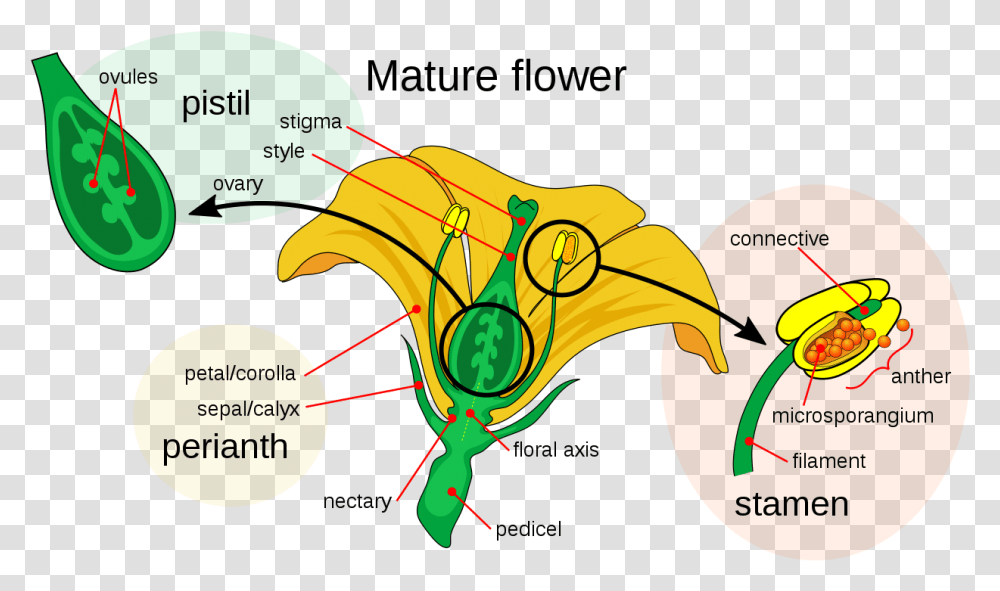 Filemature Flower Diagramsvg Wikimedia Commons Pollen Grain Of A Flower, Sea Life, Animal, Plot Transparent Png