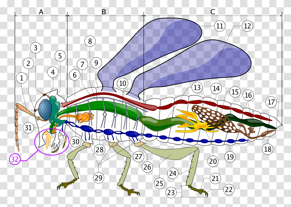 Filerobalpng Wikipedia Insect Organs, Outdoors, Land, Nature, Water Transparent Png