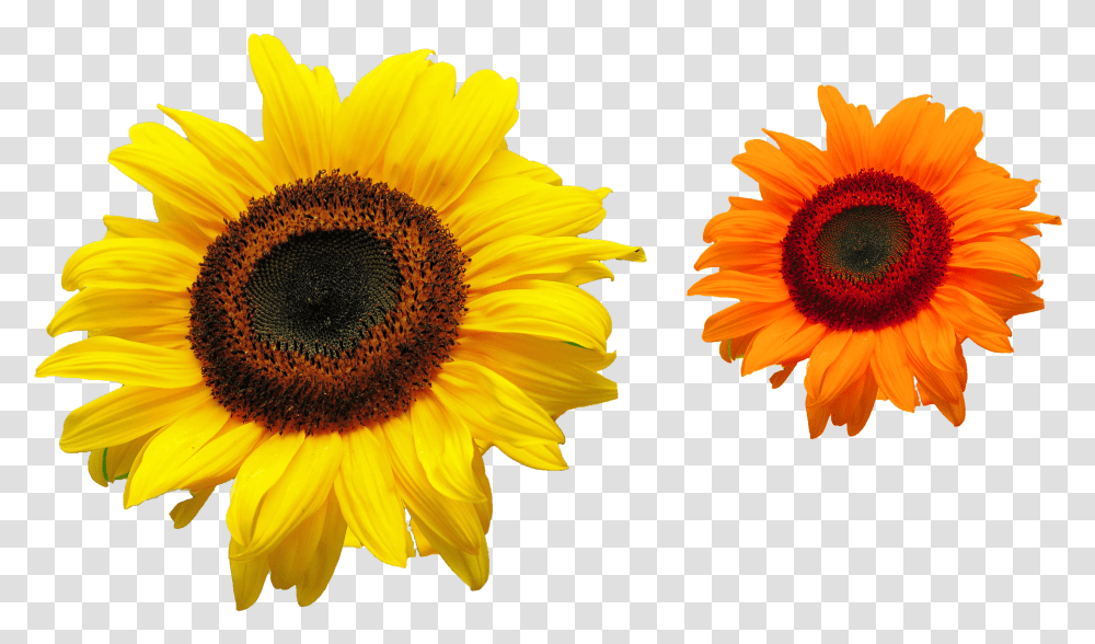 Files Free Download Common Sunflower, Plant, Blossom, Daisy, Daisies Transparent Png