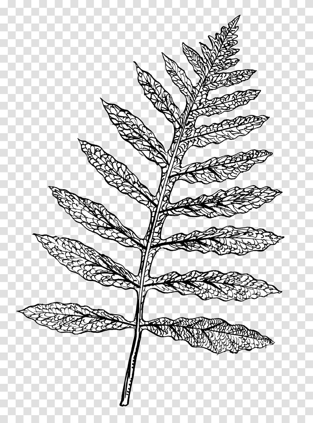 Filesensitive Fern Psfpng Wikimedia Commons Line Drawing Sensitive Fern, Plant, Bird, Animal, Leaf Transparent Png