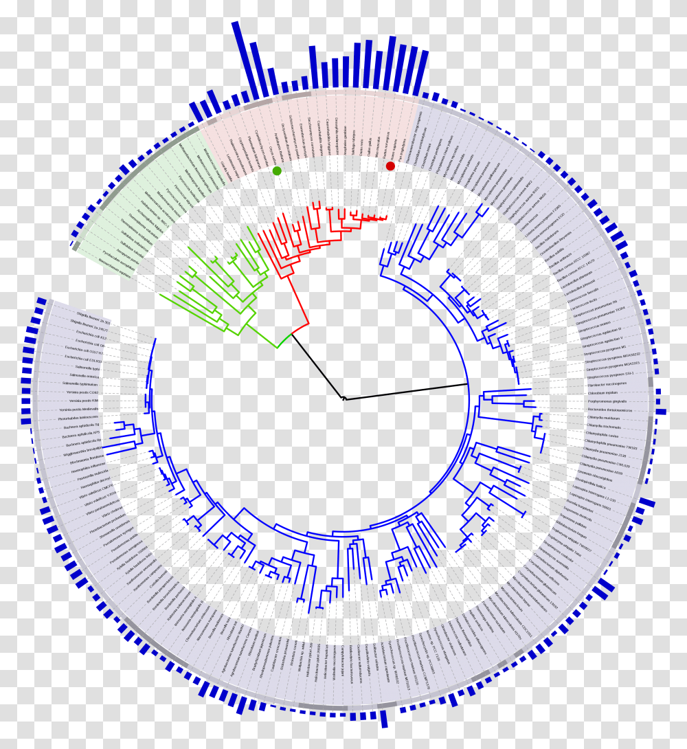 Filetree Of Life With Genome Sizesvg Wikipedia Tree Of Life With Genome, Machine, Wheel, Spoke, Gauge Transparent Png