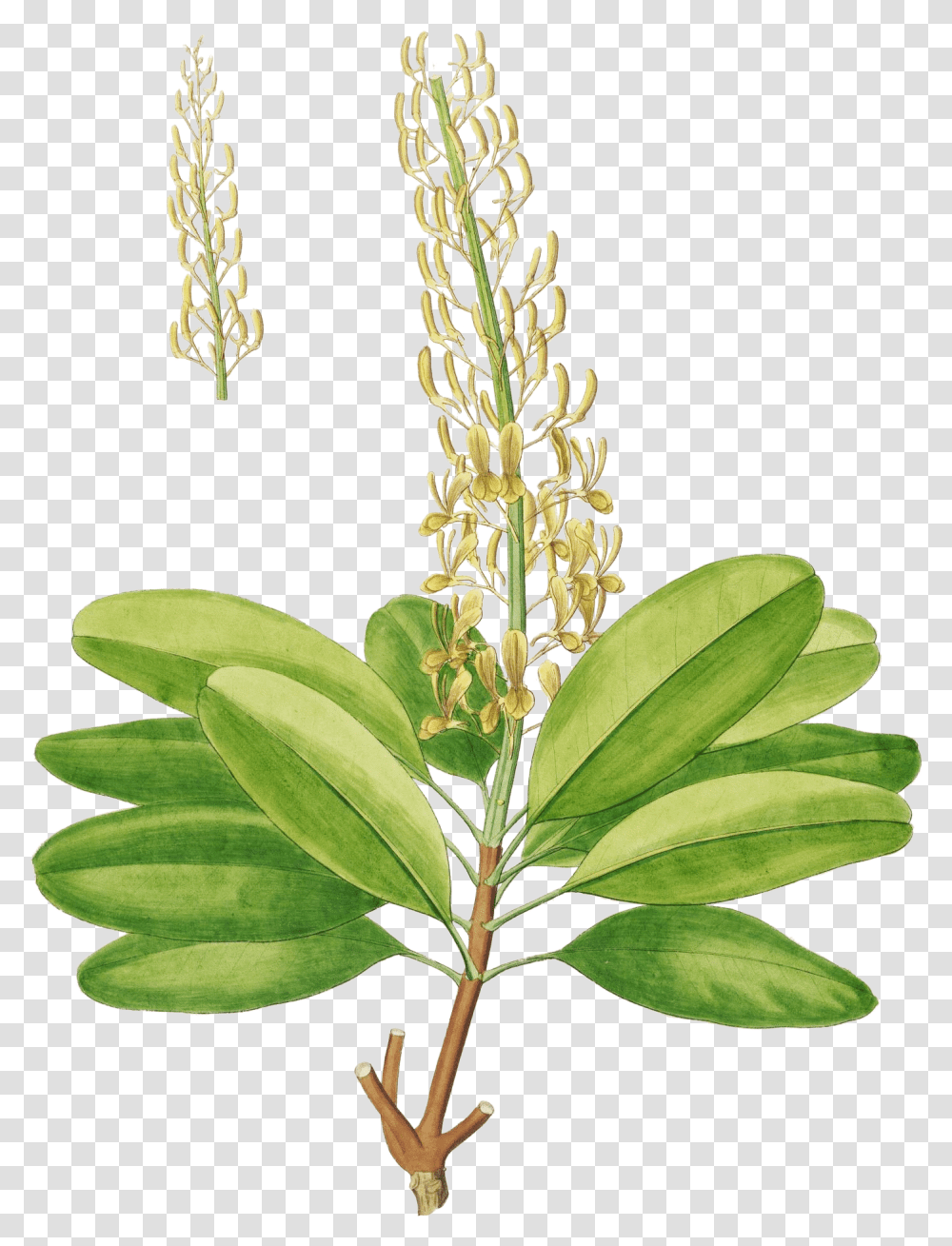 Filevochysia Divergens Pohl111png Wikimedia Commons Vochysia, Plant, Leaf, Flower, Blossom Transparent Png