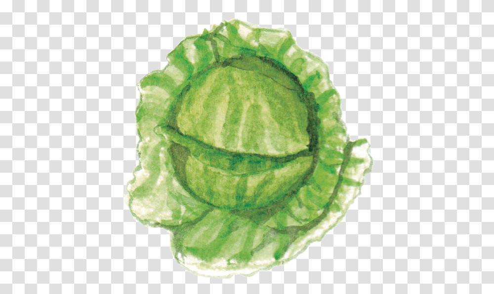 Filewildcabbagepng Wikimedia Commons Child Art, Plant, Vegetable, Food, Head Cabbage Transparent Png