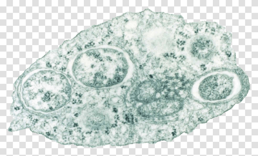 Filewolbachiapng Wikimedia Commons Wolbachia Bacteria, Rock, Rug, Limestone Transparent Png