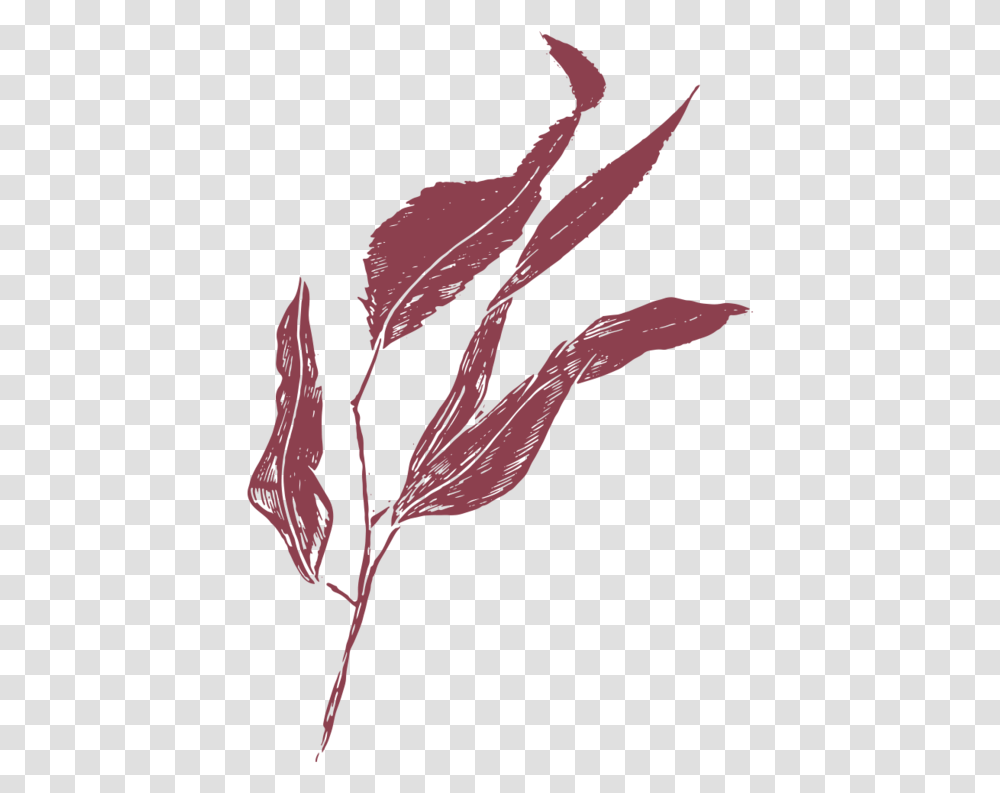Film And Foliage Gumleaf Burgandy Illustration, Plant, Silhouette, Tree, Veins Transparent Png