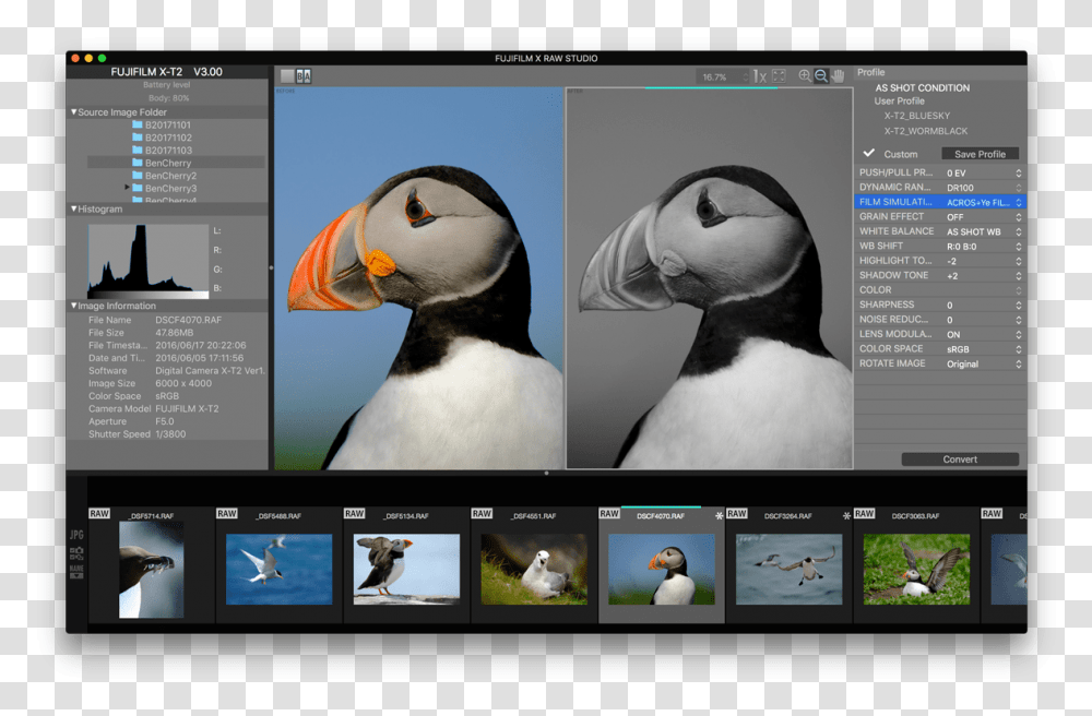 Film Grain Fujifilm X Raw Studio, Bird, Animal, Puffin, Penguin Transparent Png