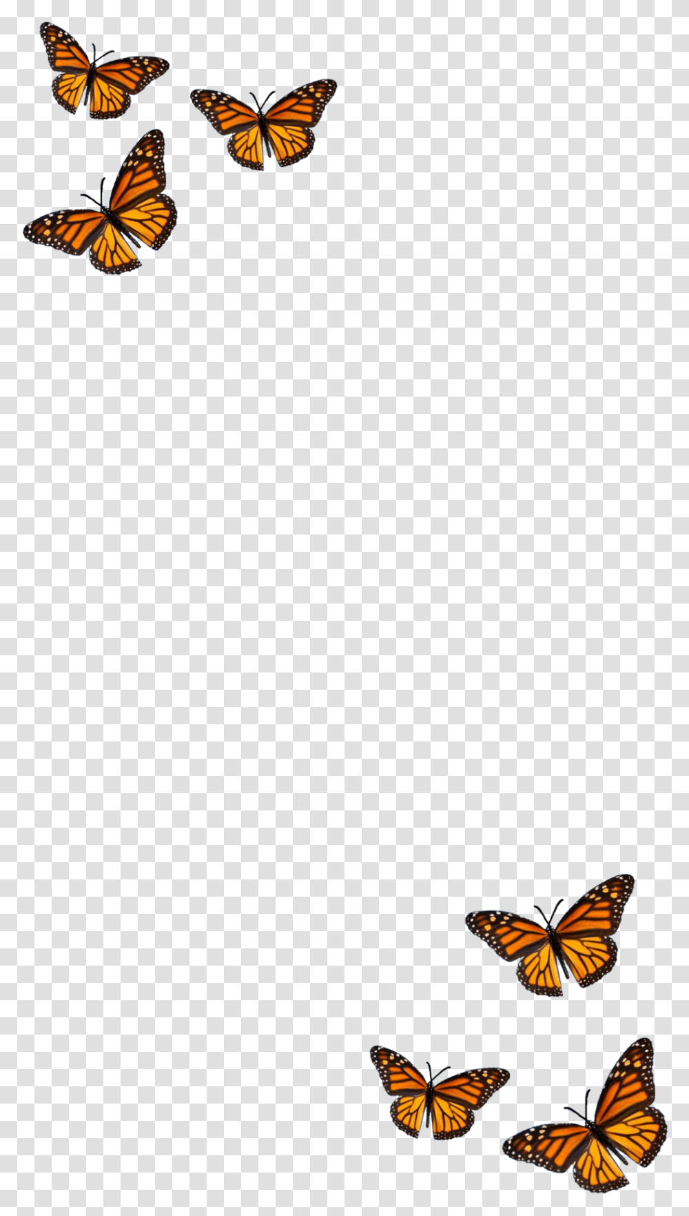 Filter Butterfly Orange Black Aesthetic Monarch Butterfly, Animal, Insect, Invertebrate, Nature Transparent Png