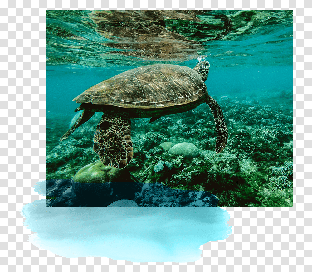 Fin Block Island Reefs, Turtle, Reptile, Sea Life, Animal Transparent Png