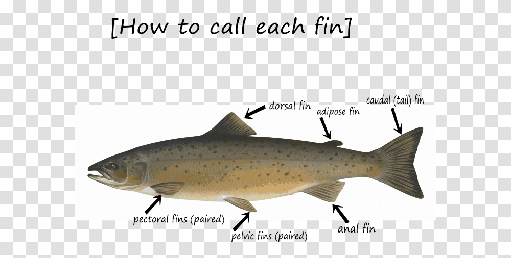 Fin How To Call Atlantic Salmon Lake Huron, Trout, Fish, Animal, Shark Transparent Png