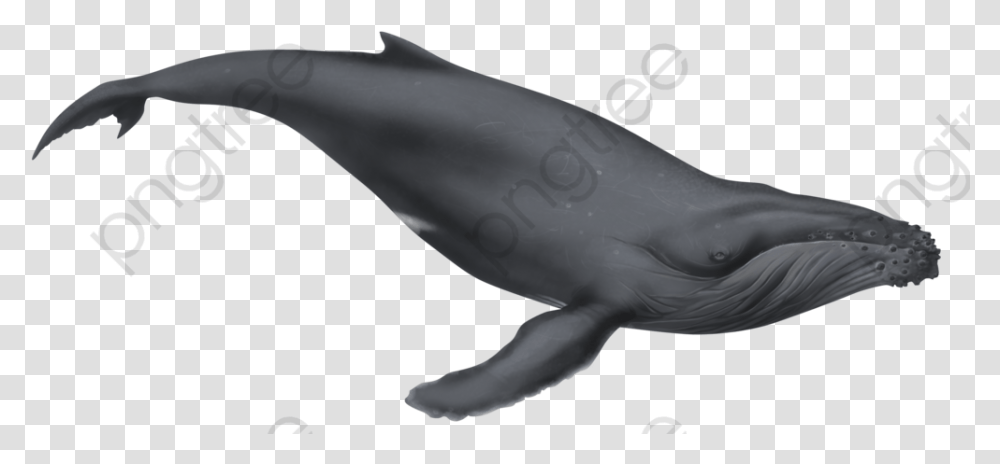 Fin Whale Clipart Humpback Whale Clipart, Sea Life, Animal, Mammal, Shark Transparent Png