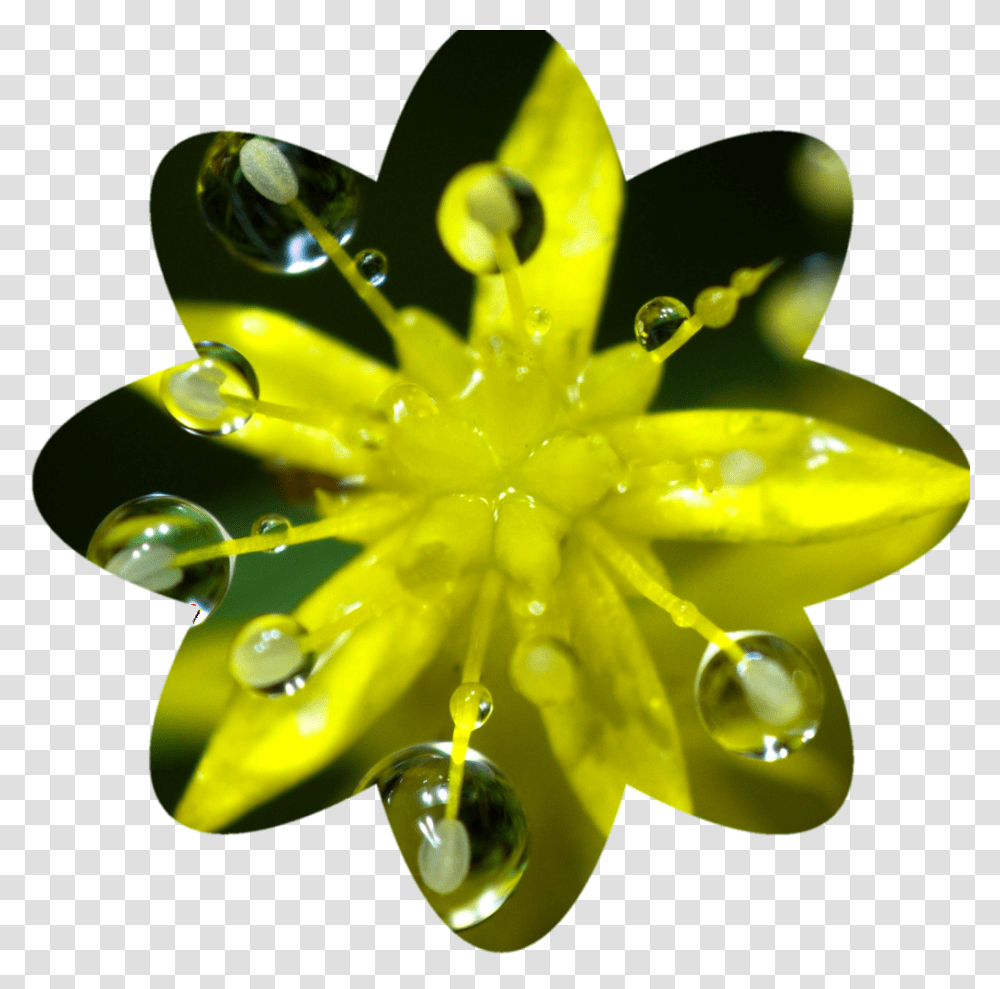Final Flower Shaped Crop, Plant, Droplet, Blossom, Photography Transparent Png