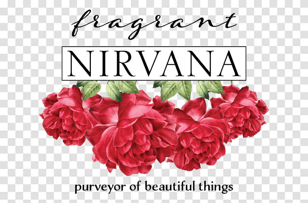 Final Fragrant Nirvana Logo May2019 Hybrid Tea Rose, Plant, Flower, Blossom, Hibiscus Transparent Png