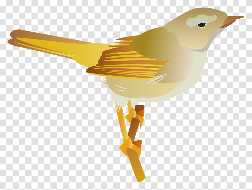 Finch, Bird, Animal, Canary Transparent Png