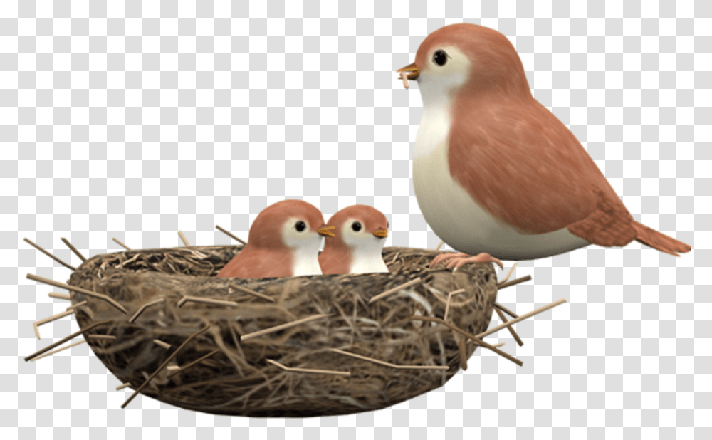 Finch, Bird, Animal, Nest, Bird Nest Transparent Png