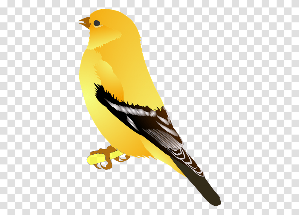 Finch Clip Art, Bird, Animal, Canary Transparent Png