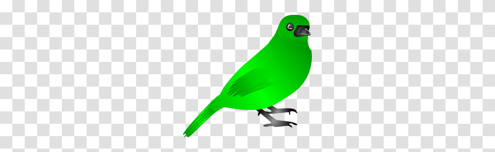 Finch Clipart, Bird, Animal, Beak, Canary Transparent Png