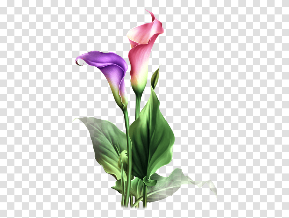Find This Pin And More Calla Calla Lily Flower Drawing, Plant, Blossom, Petal, Iris Transparent Png