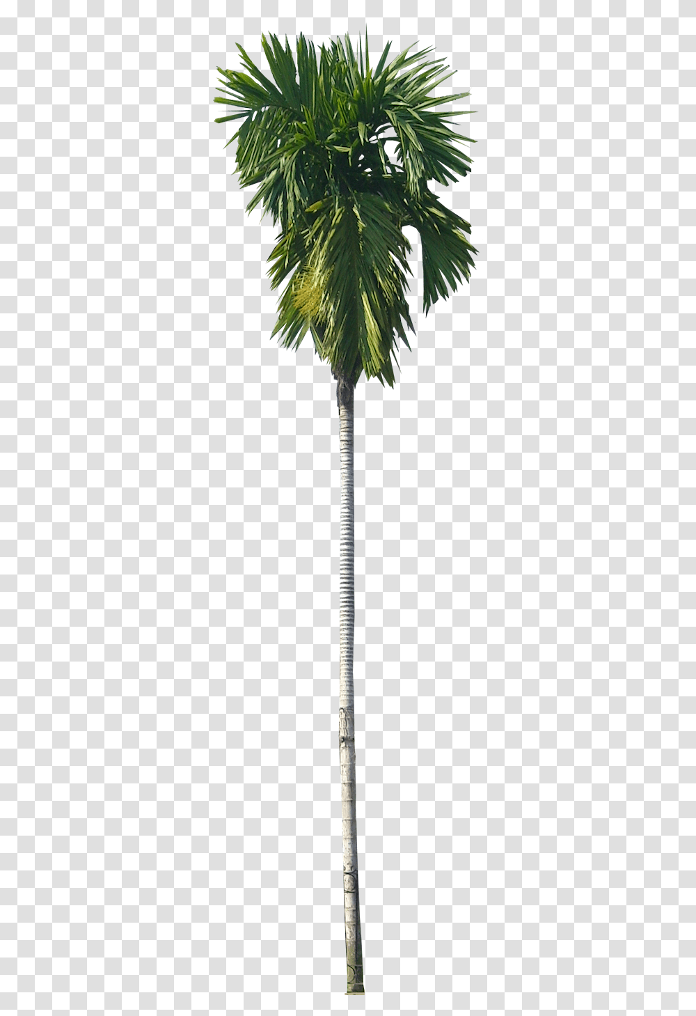 Find This Pin And More On Tree Cut Out Cambodian Plants Betel Nut Palm, Palm Tree, Arecaceae Transparent Png
