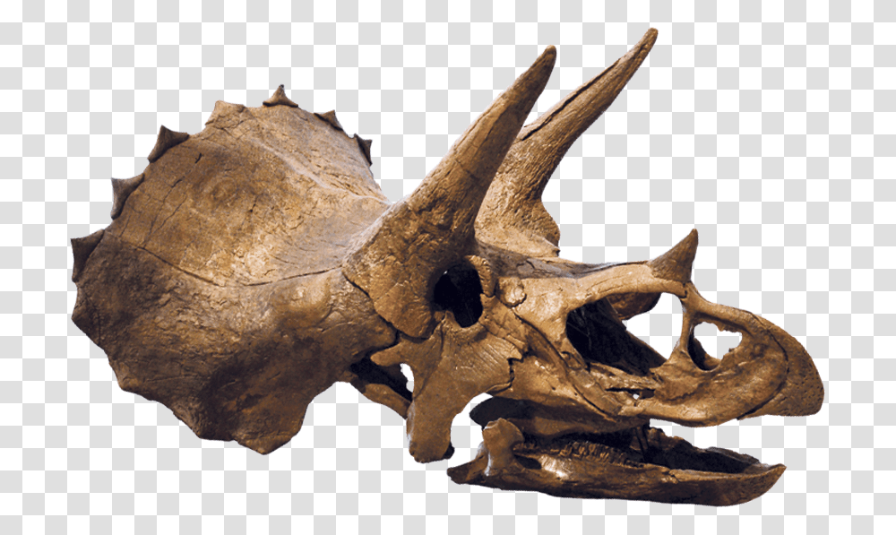 Finding A Dinosaur Triceratops Fossil, Reptile, Animal, T-Rex Transparent Png