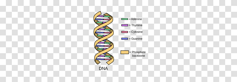 Finding Bible Verses In Dna, Spiral, Coil, Dynamite, Bomb Transparent Png