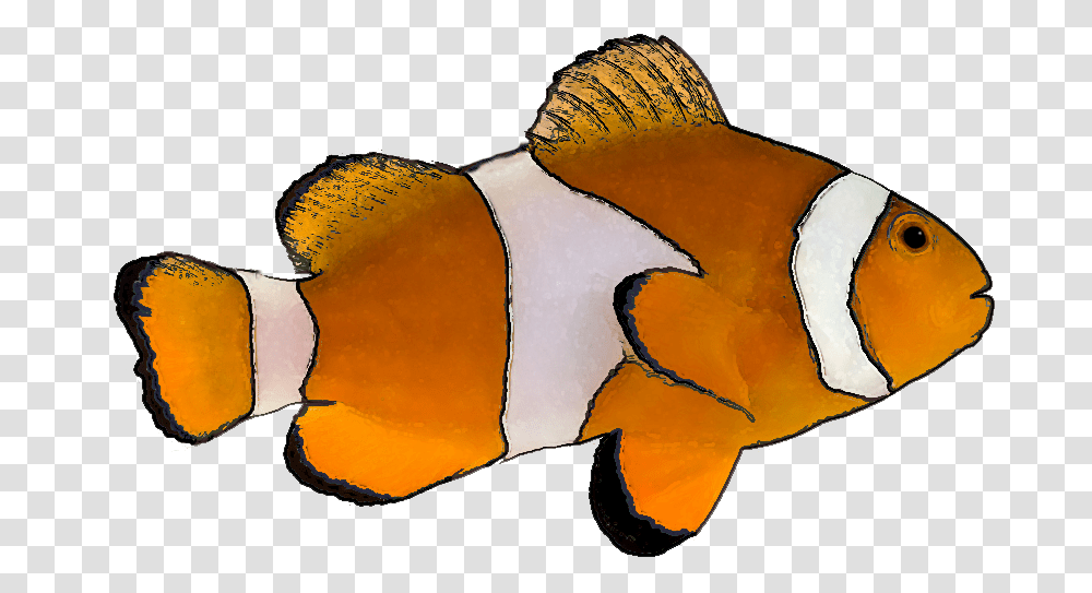 Finding Nemo Picture Clown Fish With No Background, Animal, Amphiprion, Sea Life, Angelfish Transparent Png