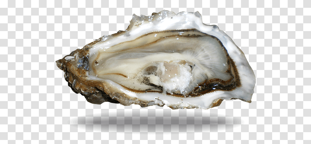 Fine De Claire Oyster Lambert Marennes Oysters, Sea Life, Animal, Seashell, Invertebrate Transparent Png