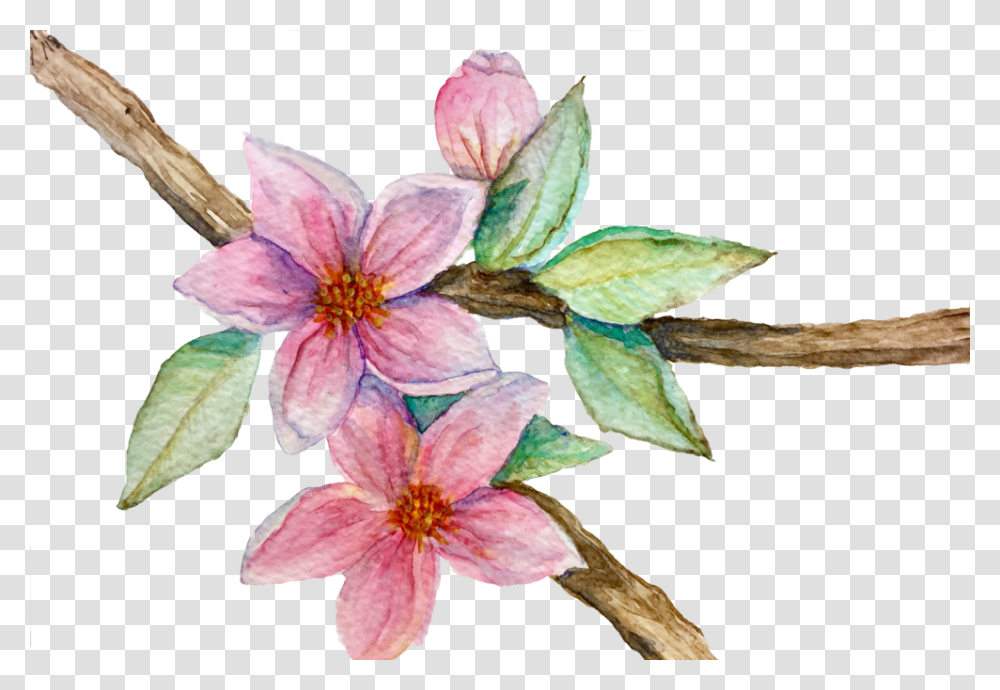 Fineart, Plant, Flower, Blossom, Petal Transparent Png