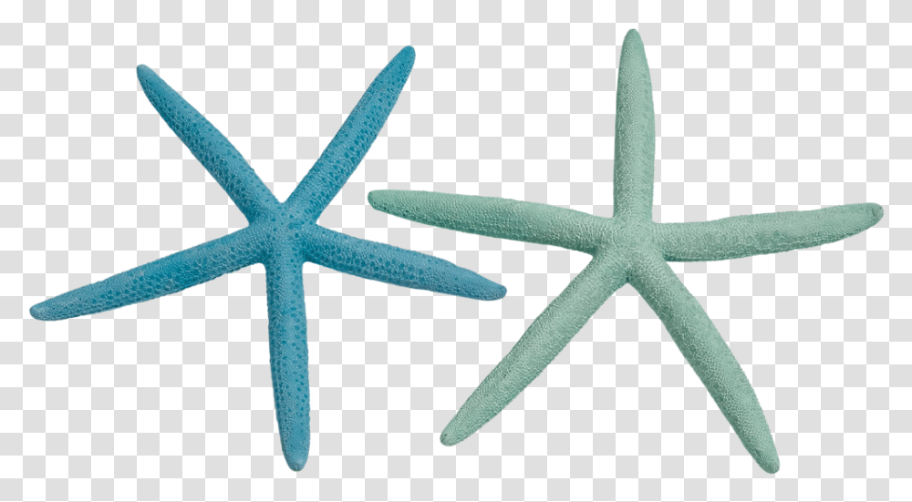 Finger Starfish 2 4 Dyed Pastel Starfish, Cross, Invertebrate, Sea Life Transparent Png