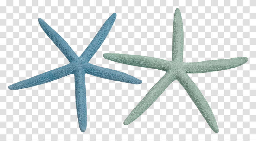 Finger Starfish 8 10 Dyed Pastel, Cross, Invertebrate, Sea Life Transparent Png