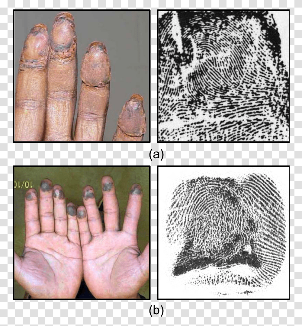 Fingerprints, Person, Human, Collage, Poster Transparent Png