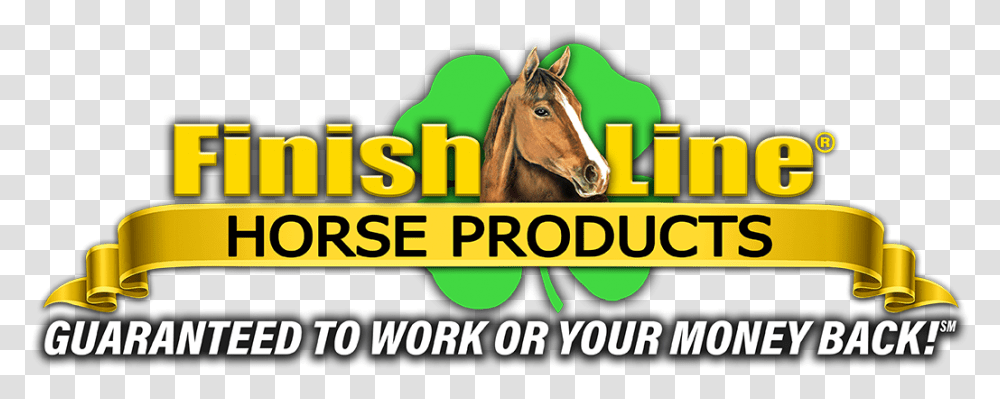 Finish Line Horse Products Inc Nasc Live Gilad Bodies In Motion, Mammal, Animal, Text, Foal Transparent Png