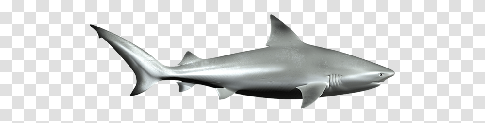 Fins Clipart Nurse Shark, Sea Life, Fish, Animal, Great White Shark Transparent Png