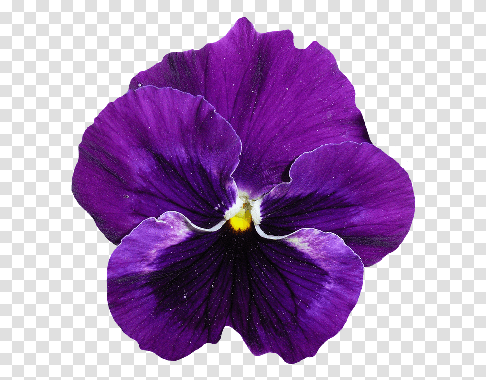 Fiore Viola 7 Image Pansy, Plant, Flower, Blossom, Geranium Transparent Png