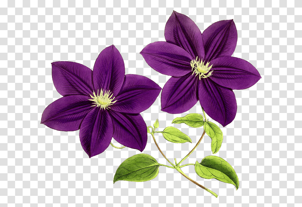 Fiori Viola 5 Image Purple Flowers Clipart, Plant, Blossom, Petal, Geranium Transparent Png