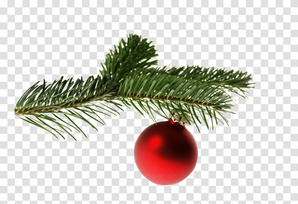 Fir Clip, Holiday, Tree, Plant, Conifer Transparent Png