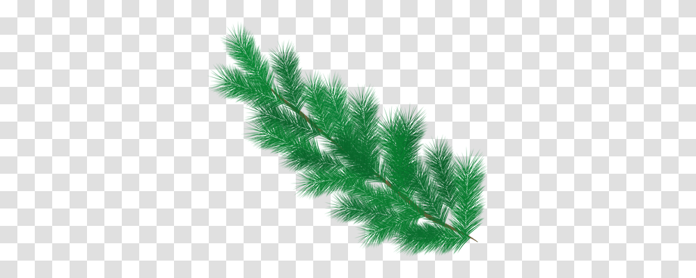 Fir Nature, Leaf, Plant, Fern Transparent Png