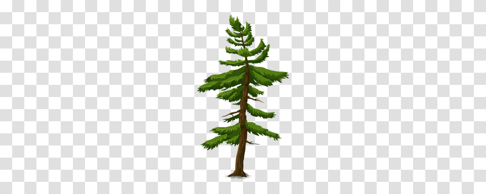 Fir Nature, Tree, Plant, Conifer Transparent Png