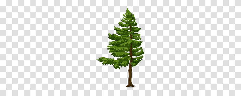 Fir Nature, Tree, Plant, Pine Transparent Png