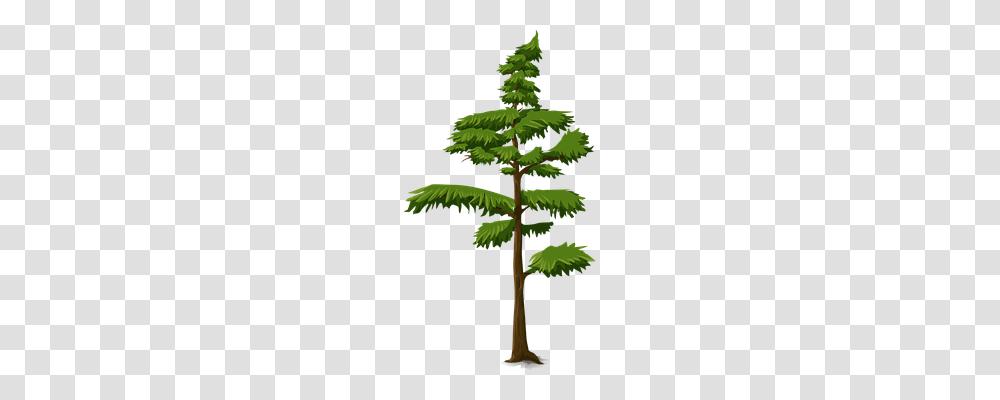 Fir Nature, Plant, Tree, Leaf Transparent Png