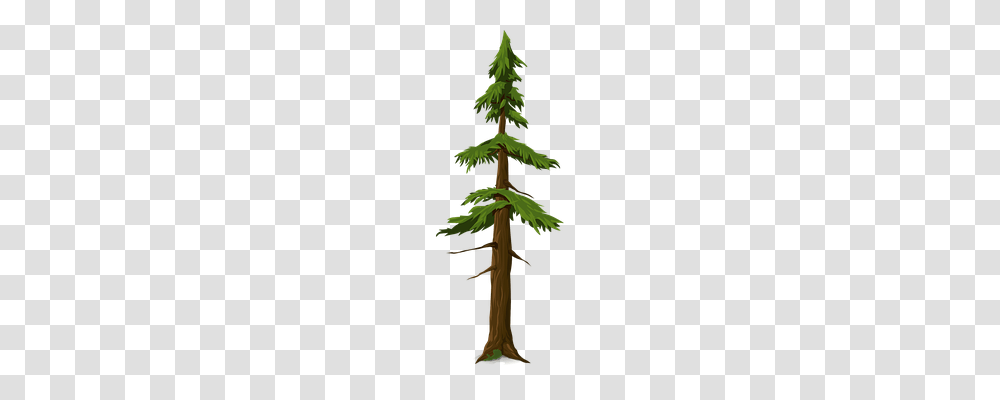 Fir Nature, Tree, Plant, Conifer Transparent Png