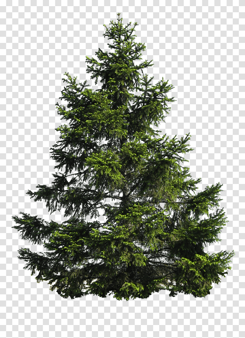 Fir Background Pine Tree, Plant, Abies, Conifer, Christmas Tree Transparent Png