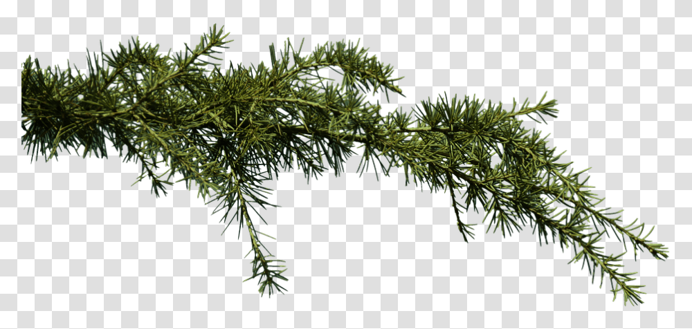 Fir Branch Conifer Conifer Branch, Tree, Plant, Abies, Spruce Transparent Png