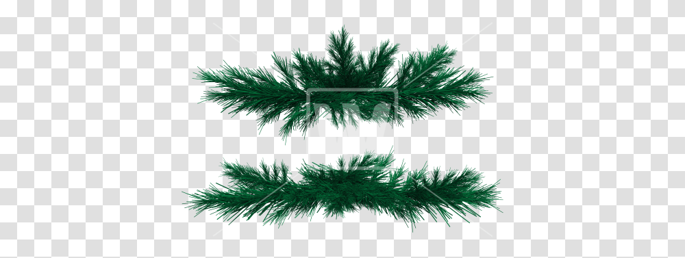 Fir Branches Tree, Plant, Green, Leaf, Seasoning Transparent Png