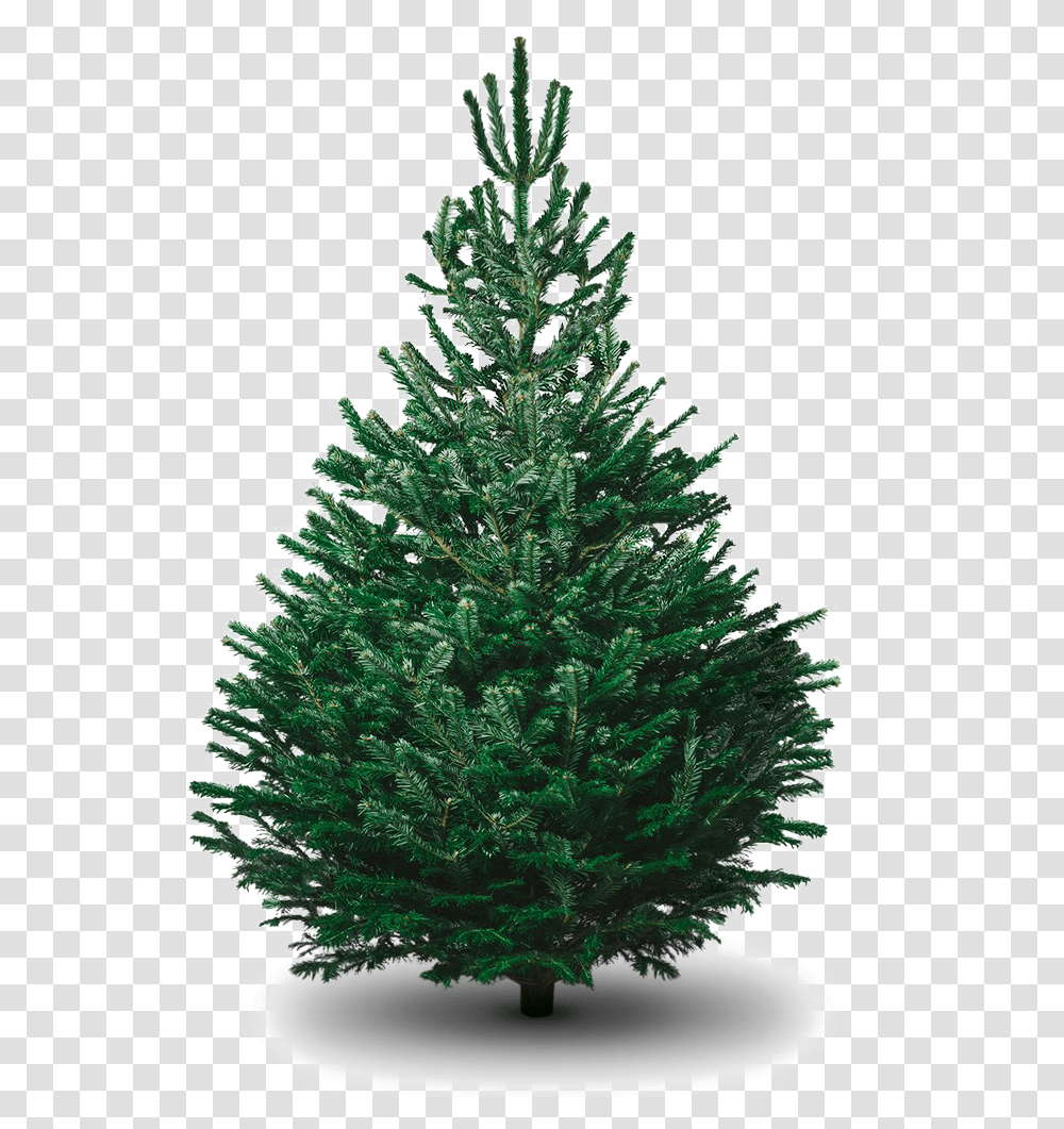 Fir Christmas Tree, Ornament, Plant, Pine, Conifer Transparent Png