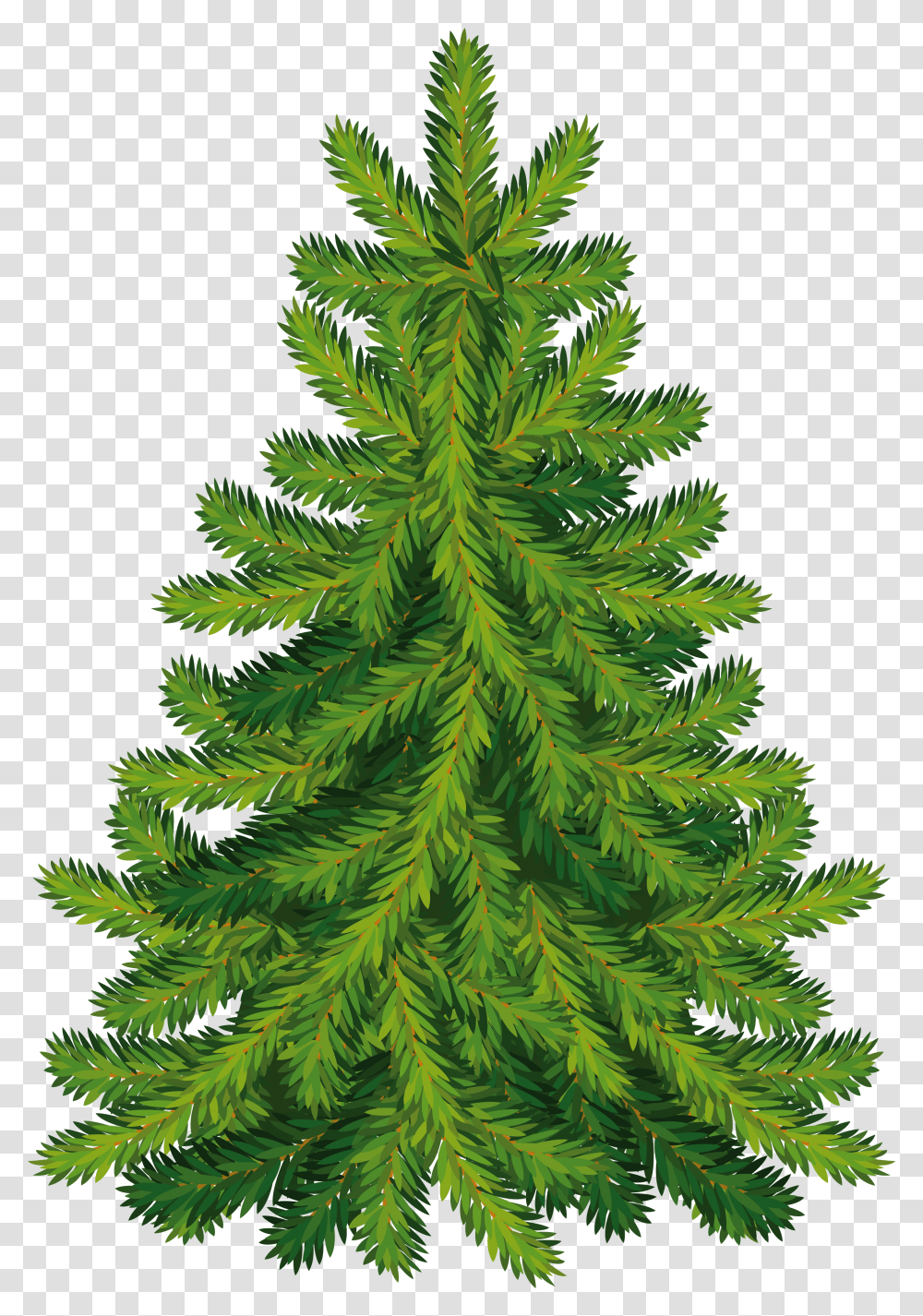 Fir Christmas Tree, Plant, Ornament, Pine, Abies Transparent Png