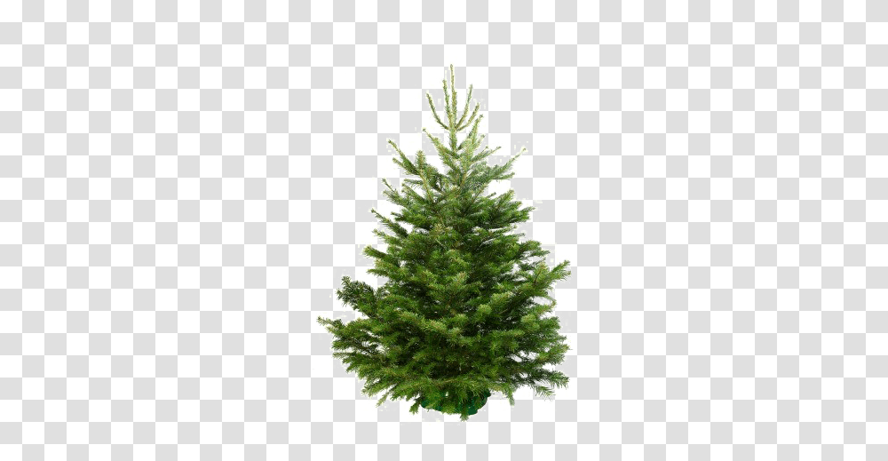 Fir Christmass Tree Real, Christmas Tree, Ornament, Plant, Pine Transparent Png
