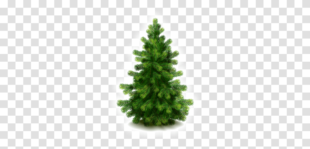 Fir Hd Christmas Tree, Ornament, Plant, Pine, Conifer Transparent Png