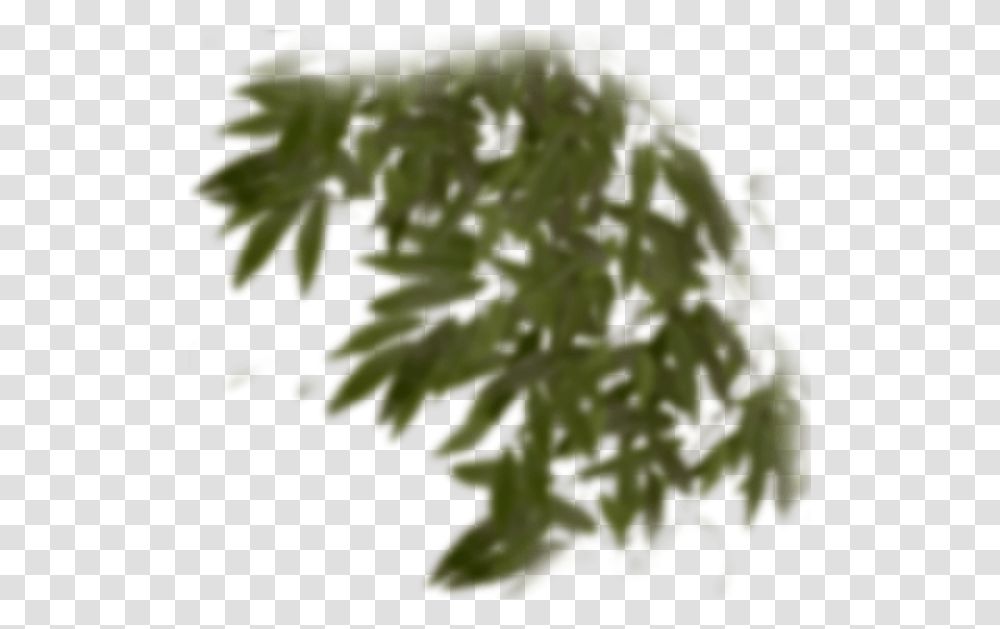 Fir, Leaf, Plant, Tree, Maple Transparent Png