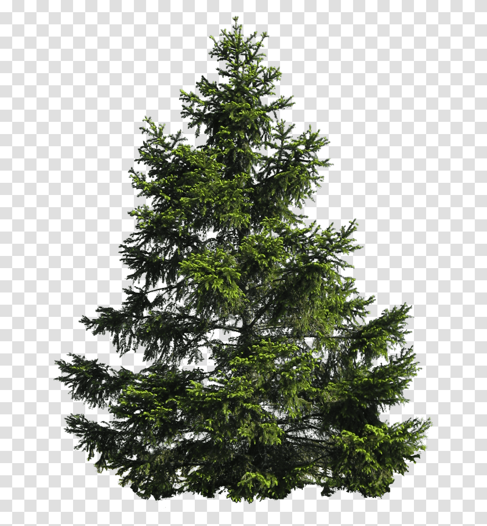 Fir Noble Evergreen Family Tree Pine Pine Tree, Plant, Conifer, Outdoors, Nature Transparent Png