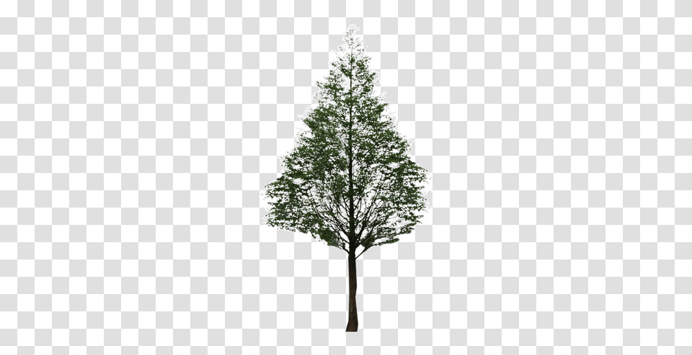 Fir Pine Black And White Leaf Pattern Red Pine, Tree, Plant, Maple, Christmas Tree Transparent Png